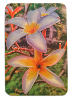 Two Frangipani puzzle