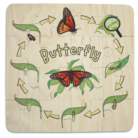 Butterfly Life Cycle puzzle