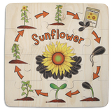Sunflower Life Cycle puzzle
