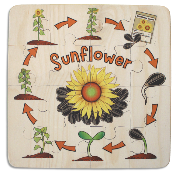 Sunflower Life Cycle puzzle
